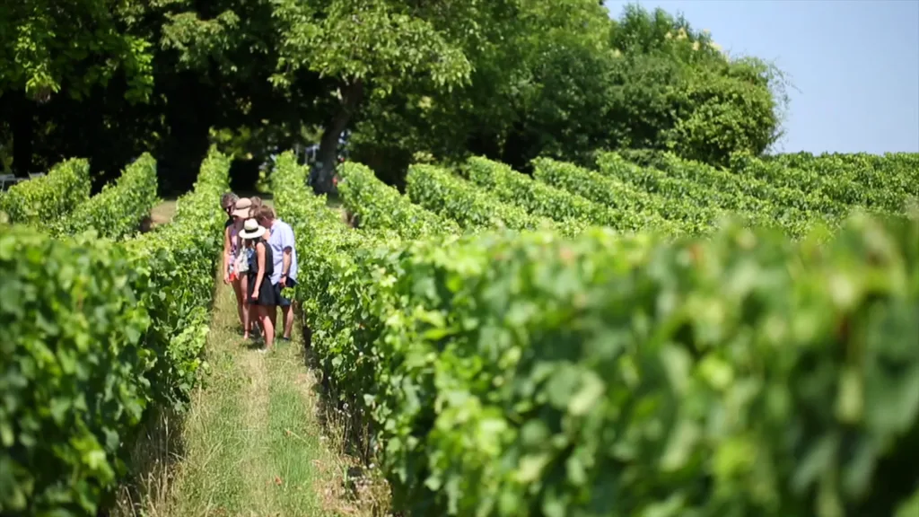 Visites guidées des vignobles de Bordeaux